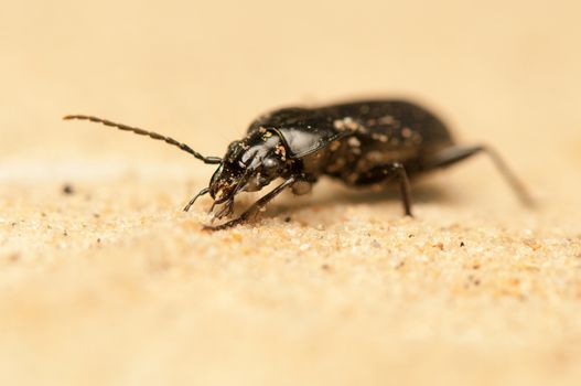 Pterostichus niger