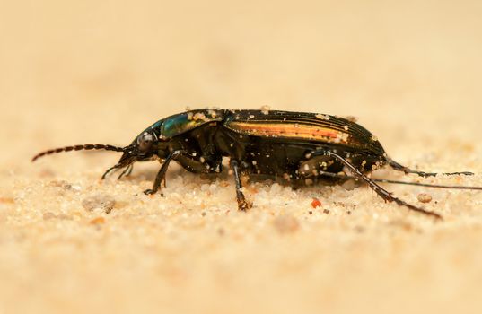 Poecilus lepidus