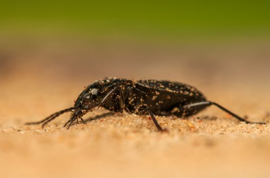 Pterostichus niger