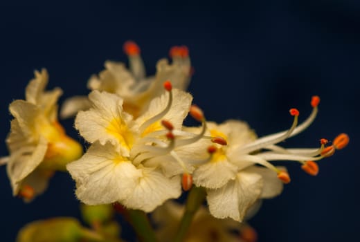 Chestnut flower