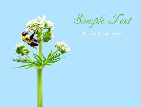 Bumblebee feeding on white flower on blue with copy space