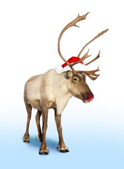 Rudolph red nose reindeer or caribou with Christmas hat 