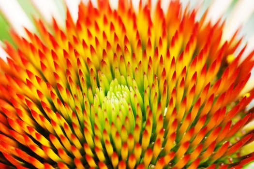 Macro of beautiful coneflower center, great color and texture
