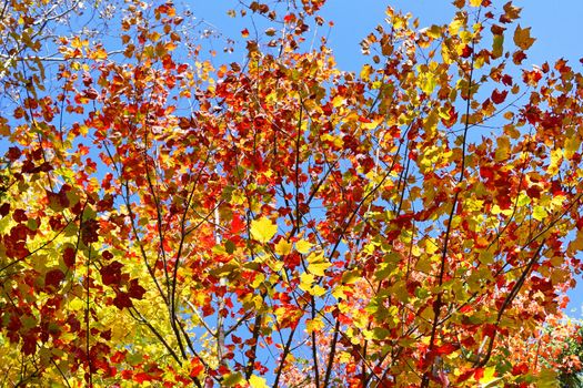 Trees with colorful leaves, fall and autumn season background
