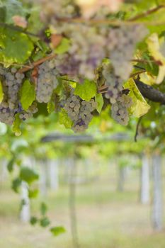 Grapes from vineyard in Cambados, Pontevedra, Spain