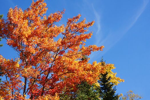 Beautiful orange and red leaves of a sugar maple tree, Acer saccharum, in the fall or autumn