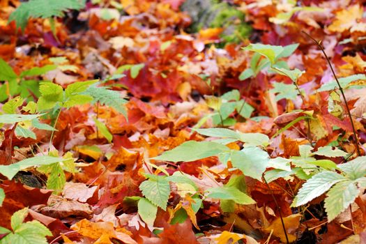 Forest floor covered by red ans orange maple leaves during fall or autumn, seasonal background