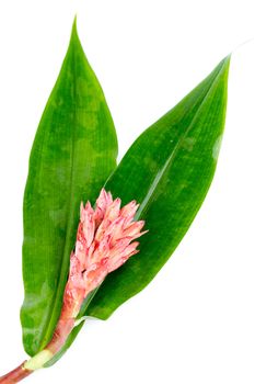 Indian Head Ginger - Costus speciosus with leaves on white background