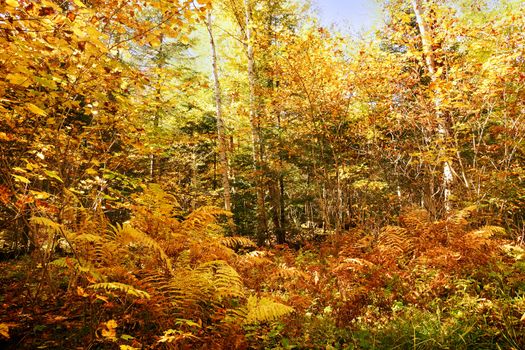 Beautiful forest with yellow and orange fall or autumn trees, season landscape