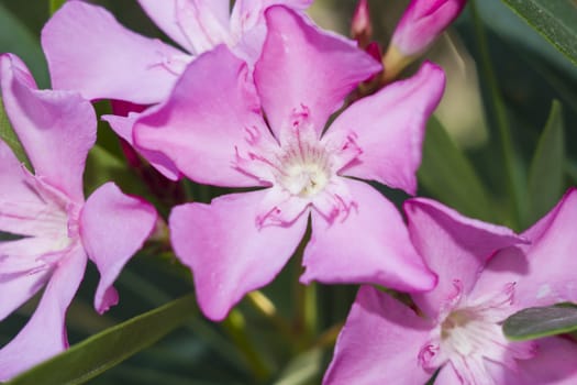 Nerium Oleander Punctatum flowers on green