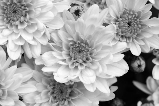 Black and white mums flowers, beautiful floral background