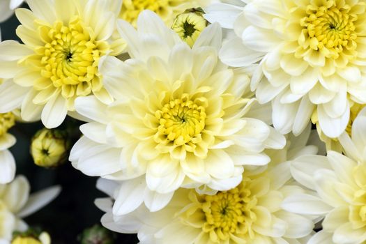 White and yellow mums flowers, beautiful floral background
