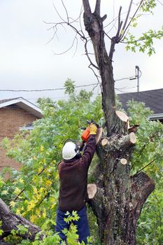 Man cutting down tall tree: landscaping business