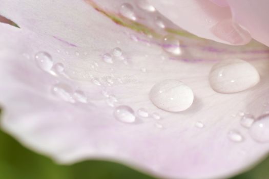 Water drops on pink peonie petals, soft floral background