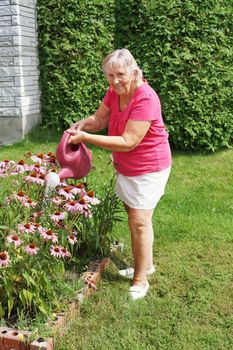 Smiling senior woman watering her echinacea flowers 