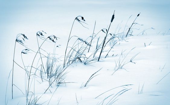 Winter scene with cold frozen reeds in the wind