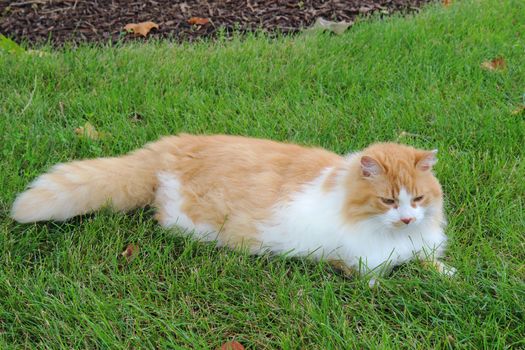 An orange and white domestic longhair cat (Felis catus) relaxing in a lawn of green grass