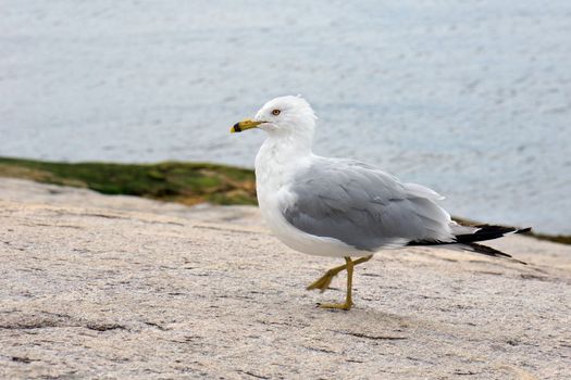 Ring-billed gull on shore rocks