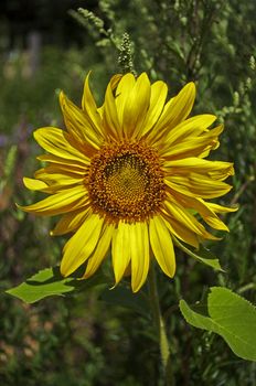 Beautiful yellow sunflowers on green grass background