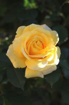 a beautiful yellow rose isoled