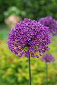 A purple flower , an Alium,