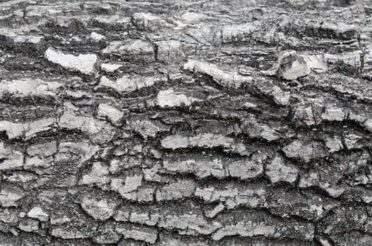 Old  Wood Tree Texture Background Pattern , black color  tree bark
