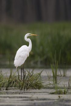 Great egret