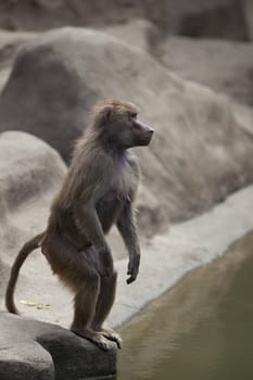 monkey in zoo in Warsaw