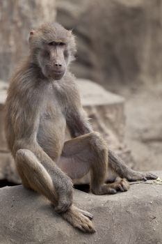 monkey in zoo in Warsaw