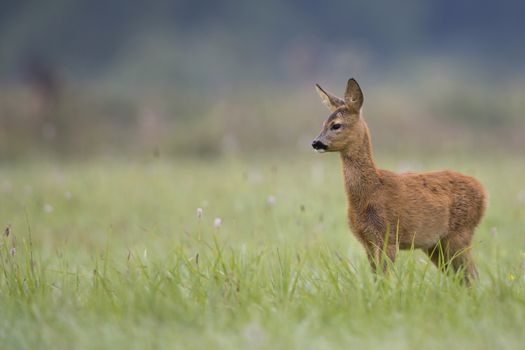 Roe deer