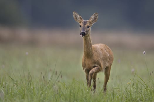 Roe deer