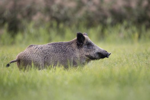 Wild boar