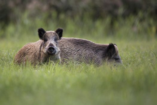 Wild boar