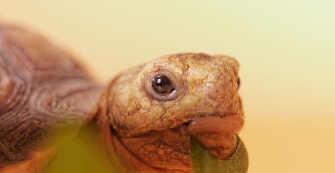 African Spurred Tortoise (Geochelone sulcata) isolated