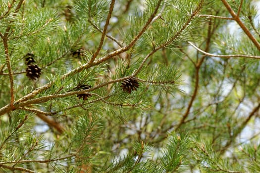 pine cone, on pine branch