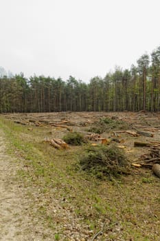 industrial deforestation and logging