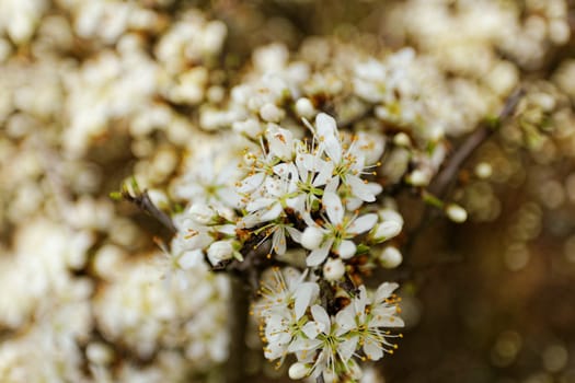 white blossom of the tree