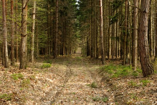 dirt road in the forest