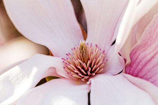 Closeup about a blossom Magnolia tree