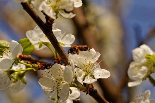 blossom tree with a bee pollination