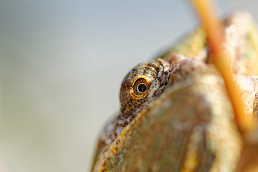 Chameleon on the leaf (Chamaeleo calyptratus)