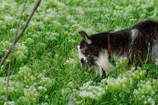 Goats grazing in the meadow