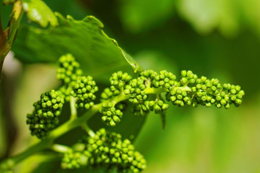 baby green grapes on the vine