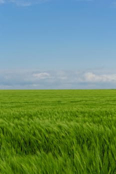 green wheat field under the blue cloudy sky