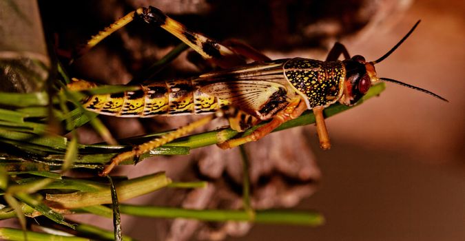 one locust eating the grass in the nature