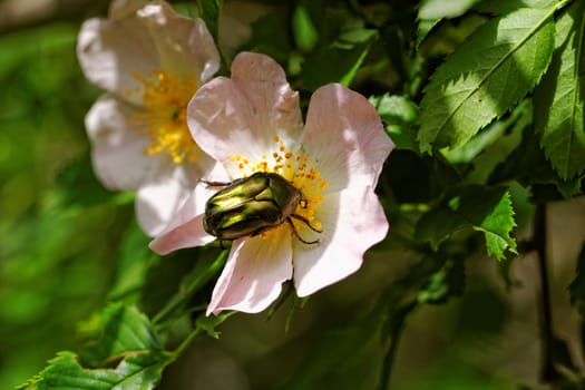 close up about copper flower beetle on flower (Protaetia fieberi)