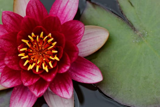 closeup about purple water lily on the small Lake