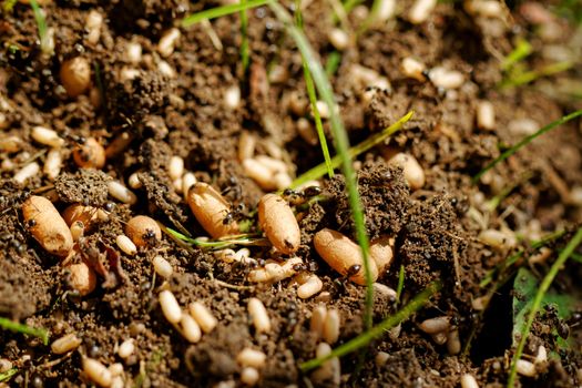 in the anthill moving ants the eggs