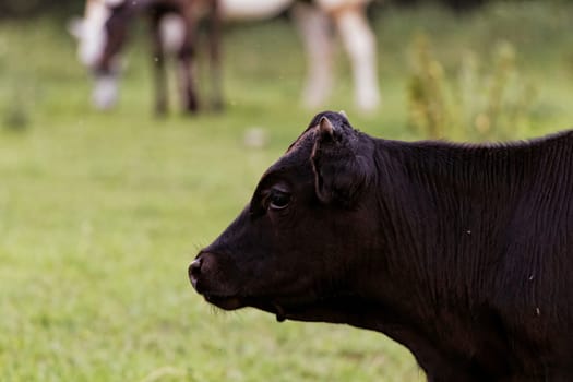 motley cow graze in a field (free range)