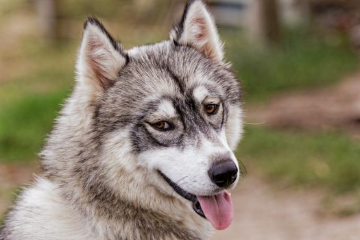 portrait of a beautiful husky dog with brown eyes